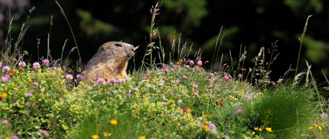 Where can you see marmots this summer in France?
